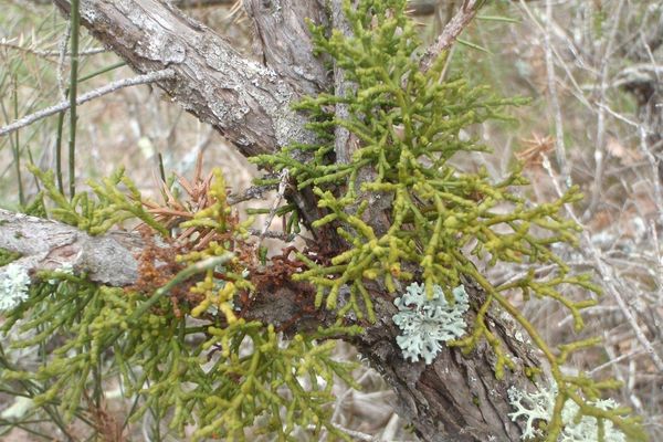 Juniper dwarf mistletoe