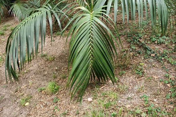 Picabeen palm