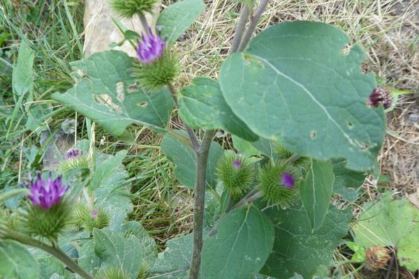 Common burdock