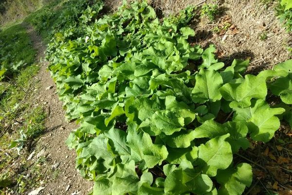 Wood burdock