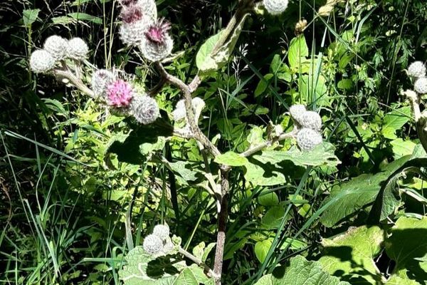 Woolly burdock