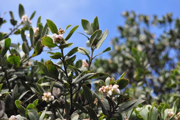 Hairy manzanita