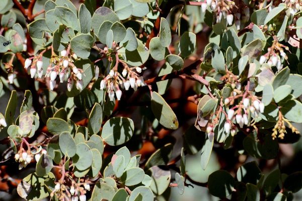 Bigberry manzanita