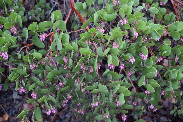 Whiteleaf manzanita