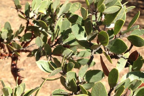Mexican manzanita