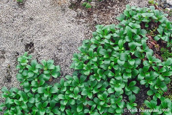 Alpine bearberry