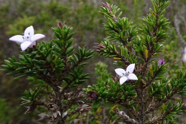 Arcytophyllum nitidum