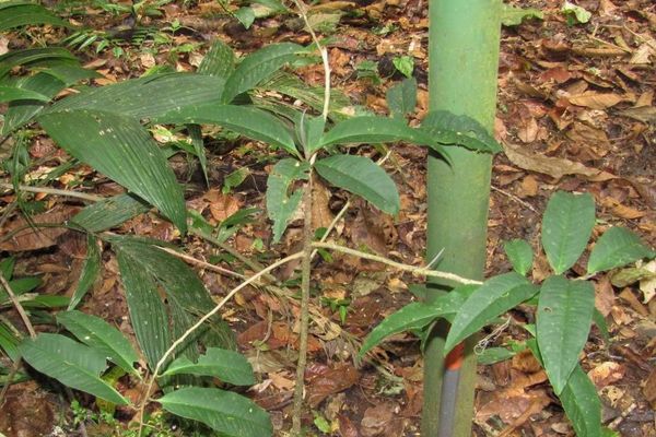 Ardisia compressa