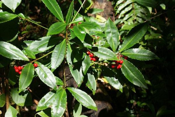 Coralberry