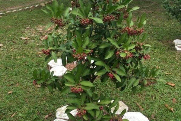 Shoe-button ardisia