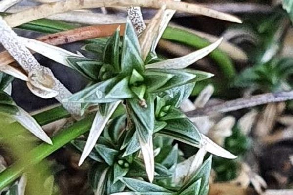 Arenaria aggregata