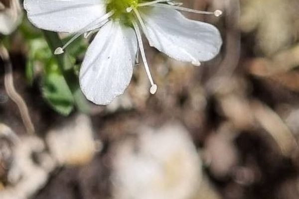 Fringed sandwort