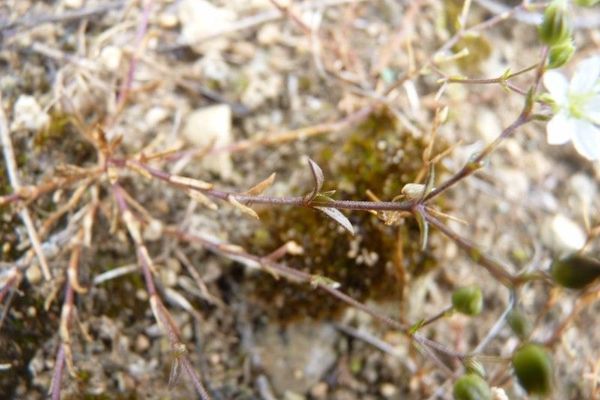 Arenaria controversa