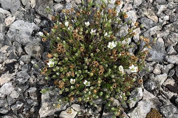 Arenaria gothica