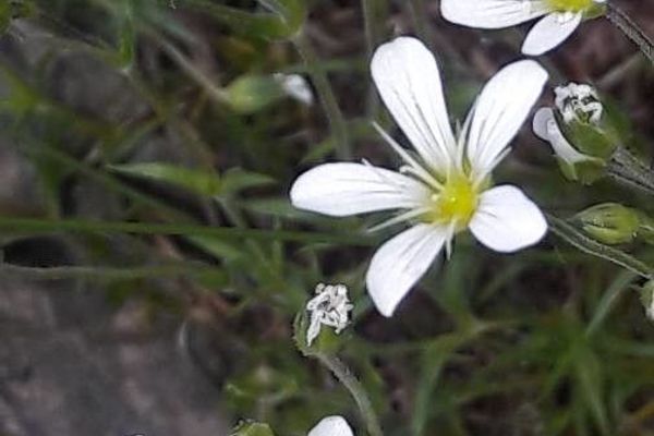 Large-flowered sandwort