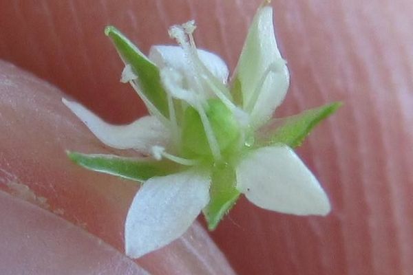 Spread sandwort