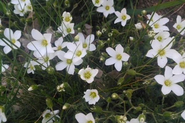 Mountain sandwort