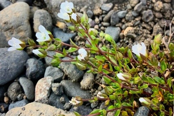 Arenaria norvegica