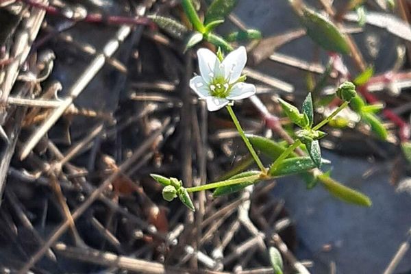 Arenaria provincialis