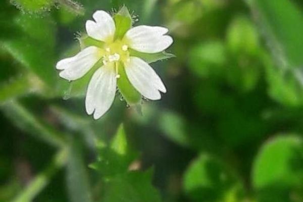 Thyme-leaf sandwort