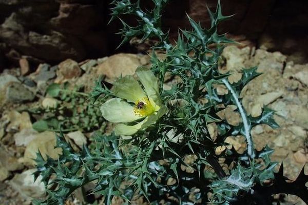 White-flower mexican-poppy