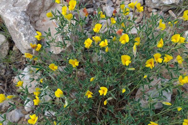 Argyrolobium