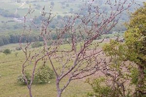 Rock whitebeam