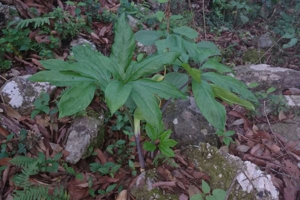 Dragon-arum
