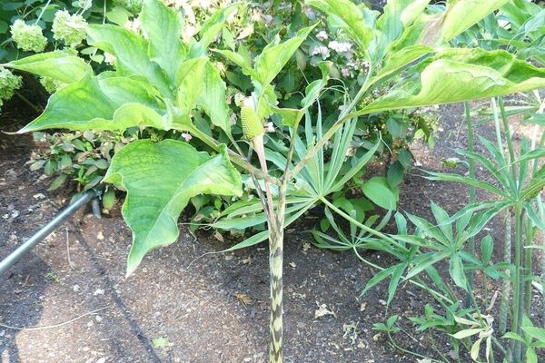 Japanese arisaema