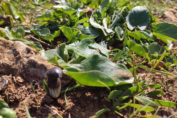 Arisarum simorrhinum