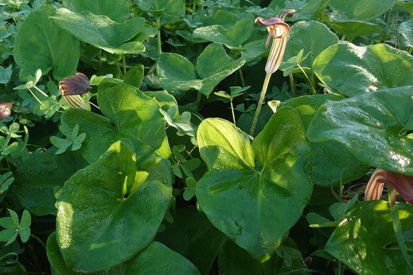 Common arisarum