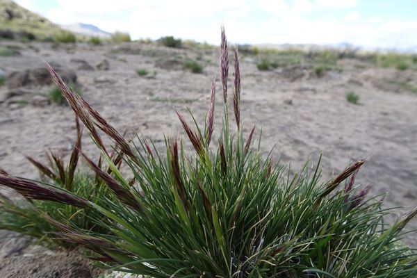 Annual-bristle grass
