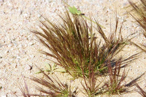 Aristida mutabilis