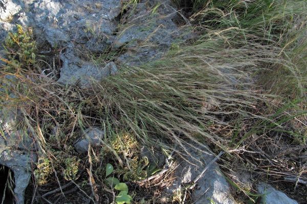 Spidergrass