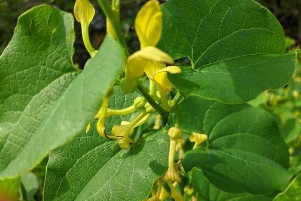 Birthwort