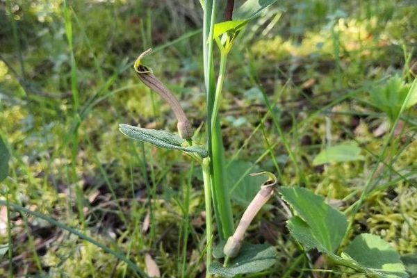 Green-flowered birthwort