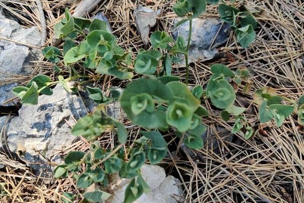 Pistolochia