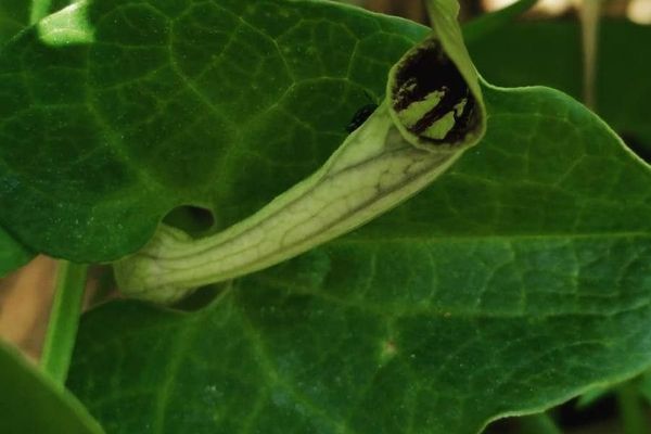 Birthwort