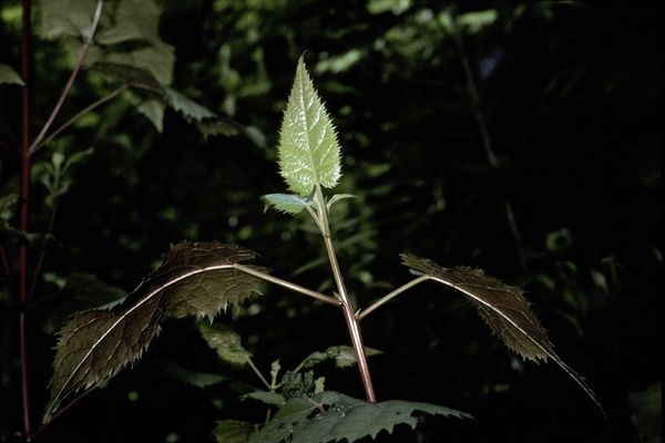 New zealand wineberry