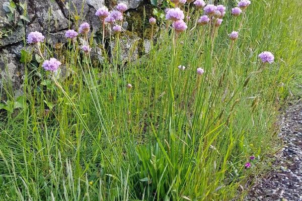 Alpine thrift