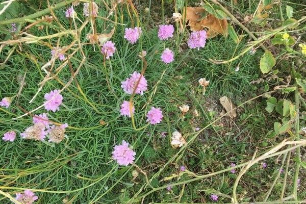 Marsh daisy