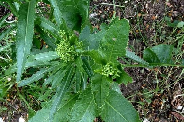 Horse-radish