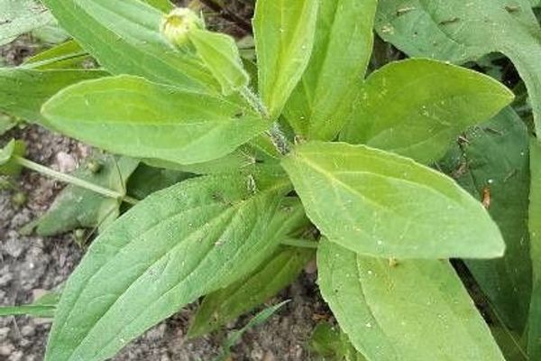 Leafy arnica