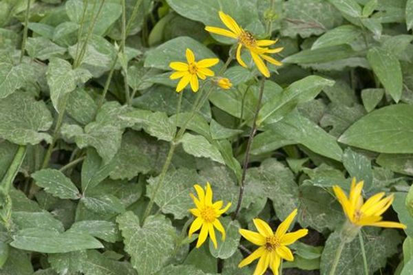 Heart-leaf arnica