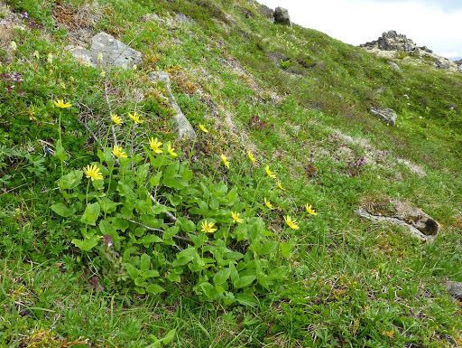 Arnica