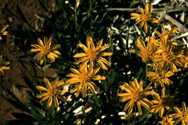 Hairy arnica