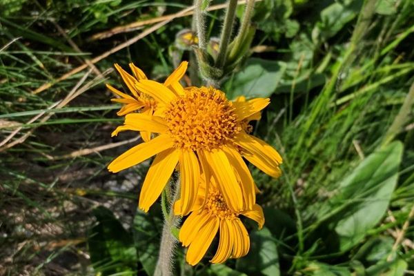 European arnica