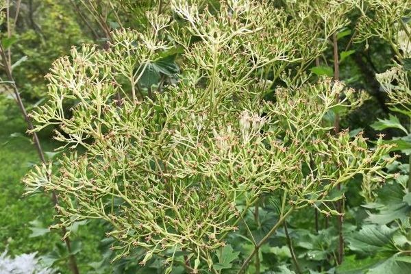 Pale indian plantain