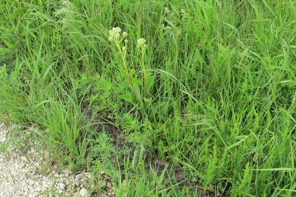 Groovestem indian plantain