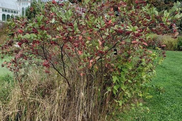 Red chokeberry